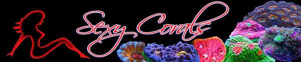 Sexy Corals